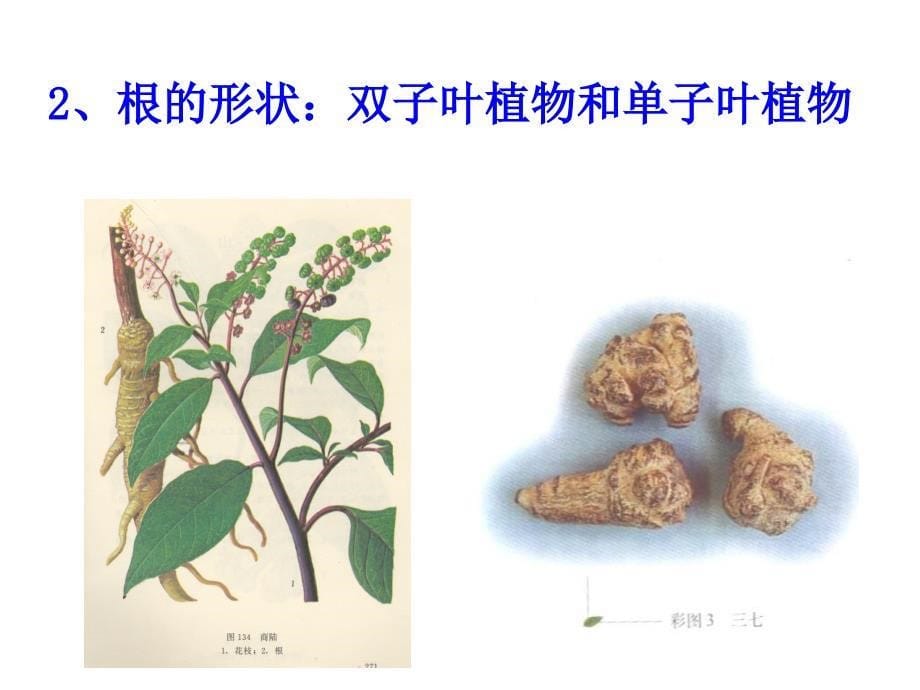 根及根茎类概述课件_第5页