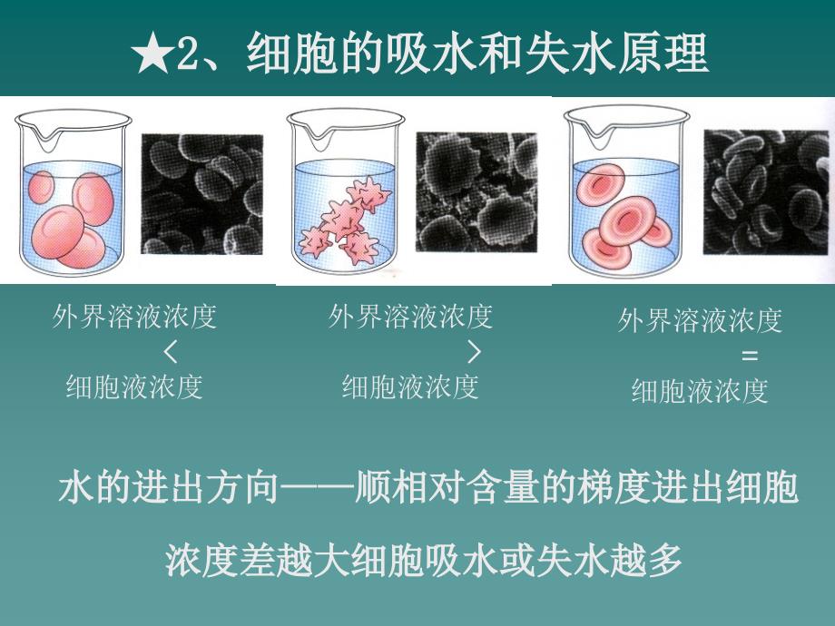 天津2012高中生物复习 第1节 物质跨膜运输的实例1课件 新人教版必修1_第4页