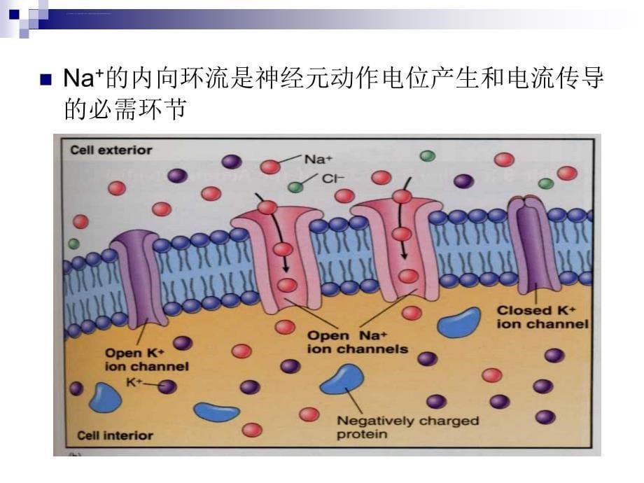 污染生态学与水环境监测 黄陈玲课件_第5页