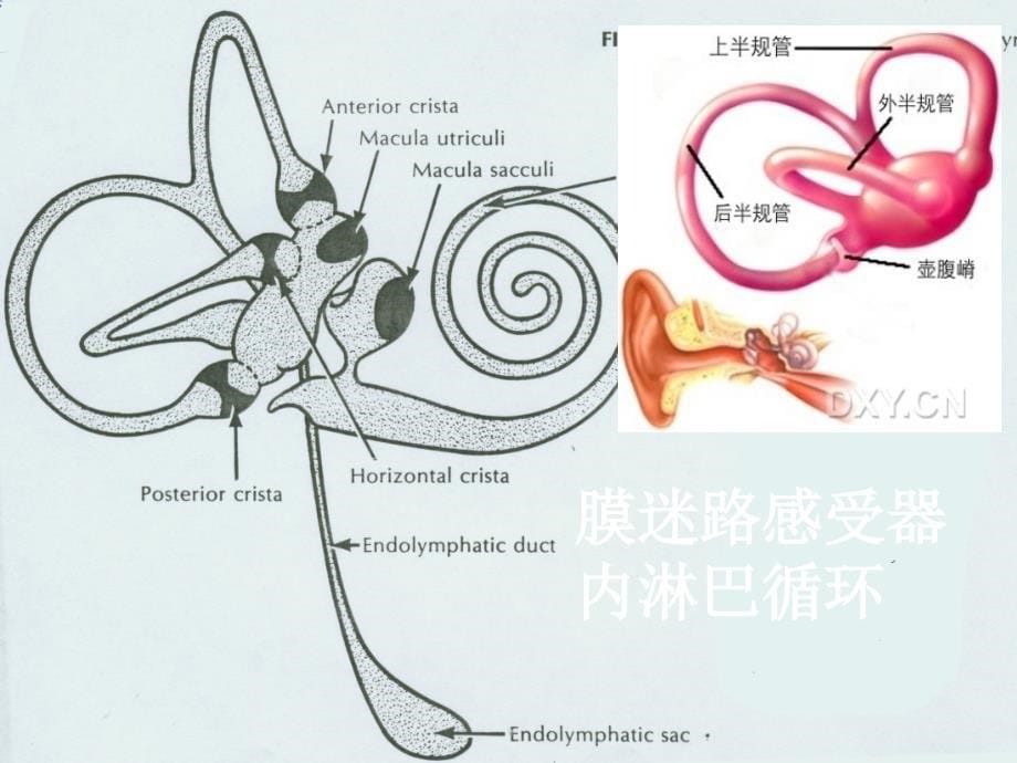 BPPV的诊断与治疗PPT_第5页