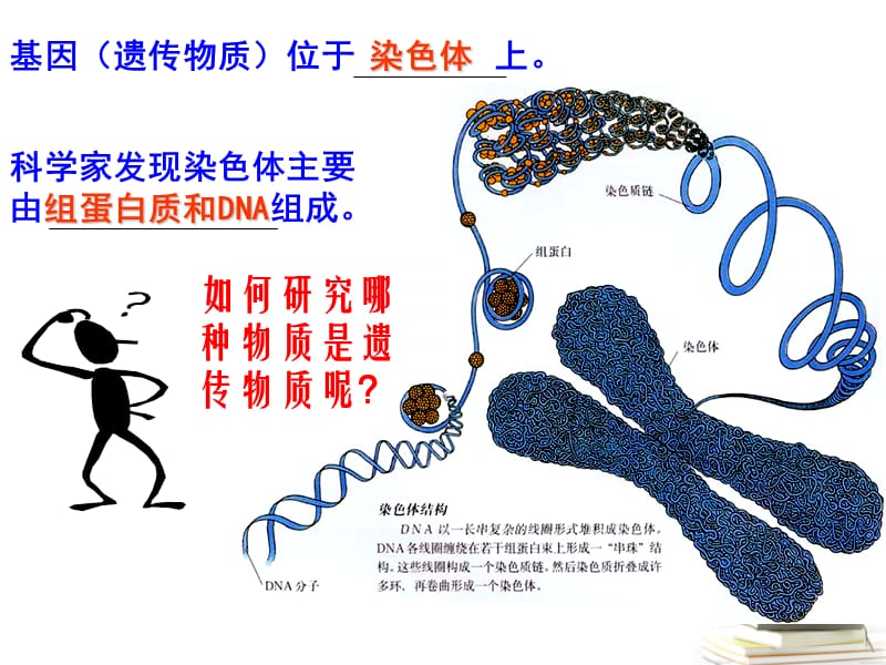 浙江省温州市啸秋中学2011-2012学年生物 核酸是遗传物质的证据课件_第1页