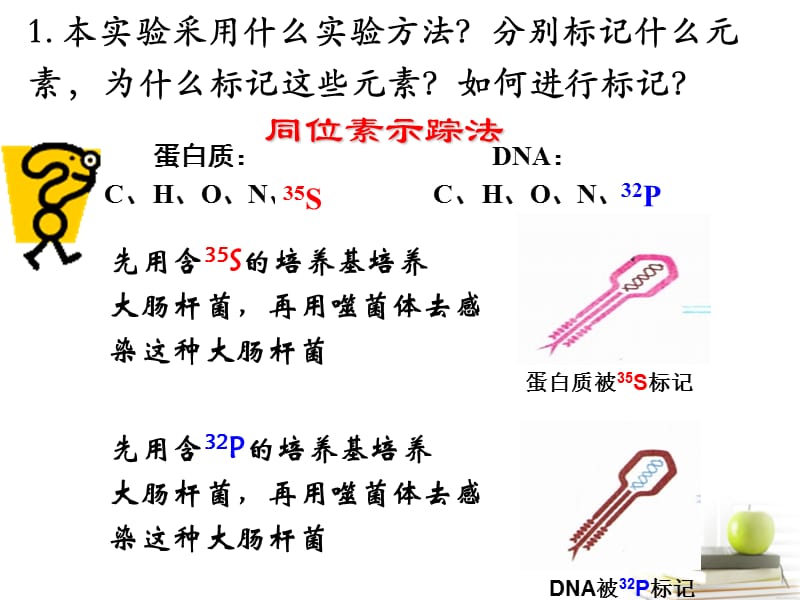 浙江省温州市啸秋中学2011-2012学年生物 核酸是遗传物质的证据课件_第5页