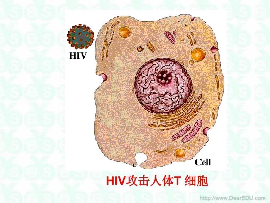 广东省广州市高中生物必修免疫调节_第5页