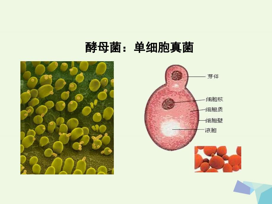 江苏省盐城市2016年高中生物 细胞呼吸研讨会课件（必修1）_第3页