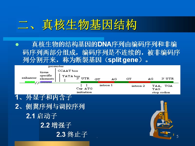 真核生物基因结构pppt课件_第5页