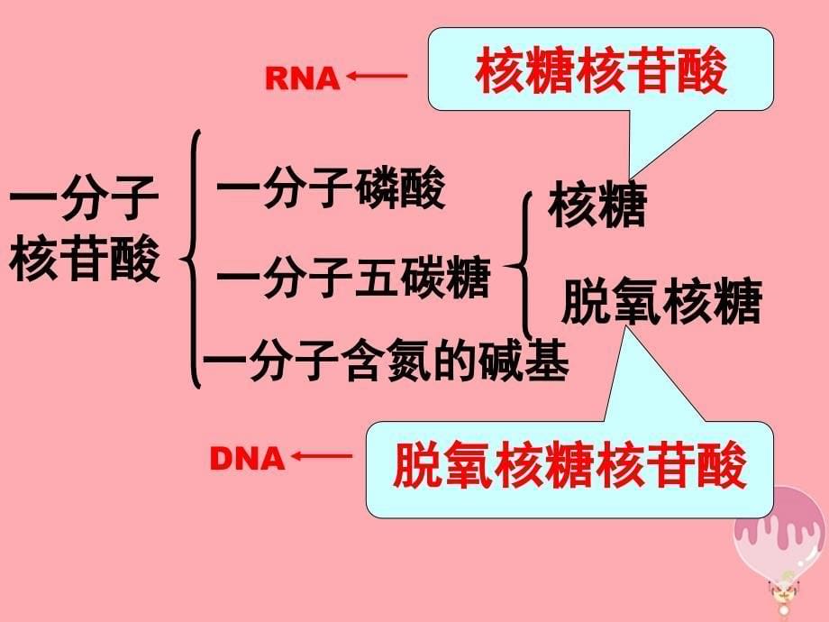 辽宁省北票市高中生物 第二章 组成细胞的分子 2.3 遗传信息的携带者&ampamp;mdash;&ampamp;mdash;核酸课件 新人教版必修1_第5页