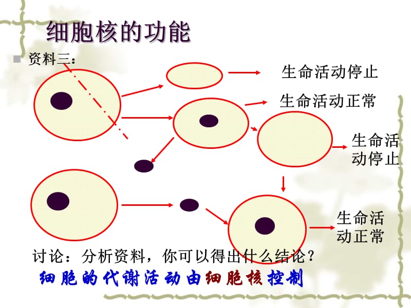 第三章 细胞核 系统的控制中心 新课标 人教版 必修一_第5页