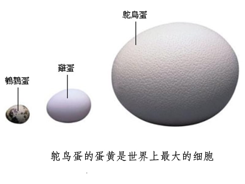 生物八下第一章 第四节 鸟类的生殖和发育ppt课件_第5页