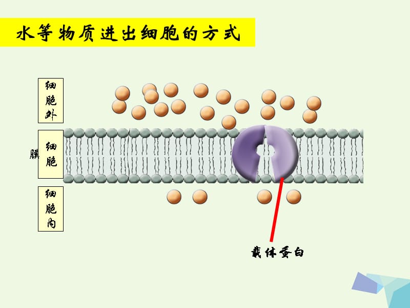 陕西省南郑县高中生物 4.3 物质跨膜运输的方式课件 新人教版必修1_第4页