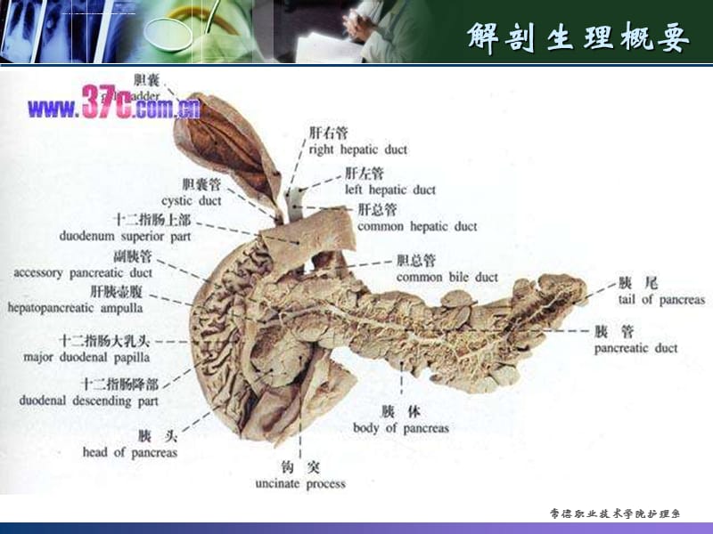 项目五 任务九十胰腺疾病病人的护理课件_第2页