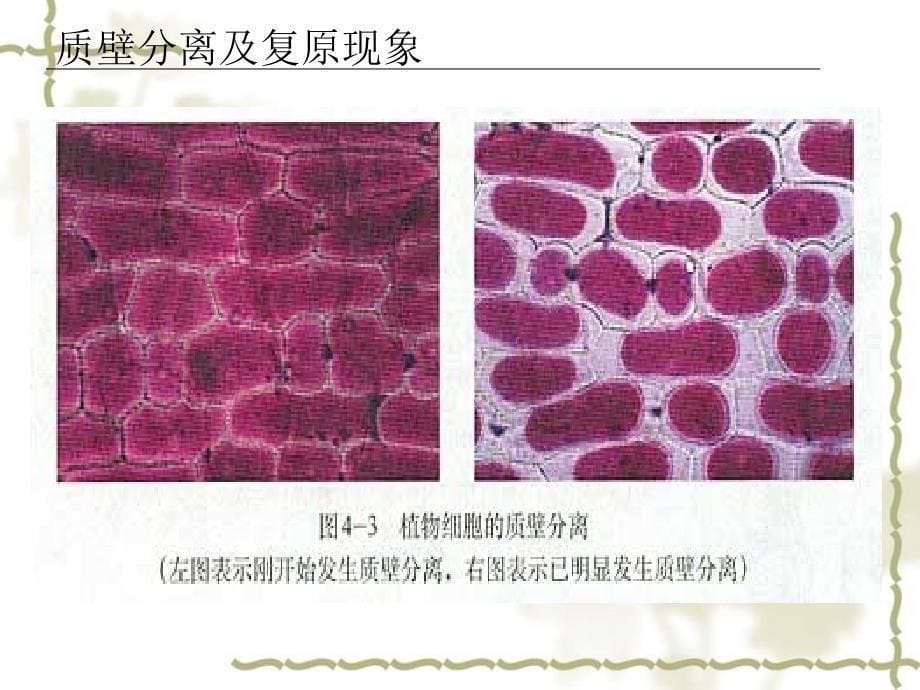 高一生物“质壁分离与复原”实验及其拓展课件 新课标 人教版_第5页