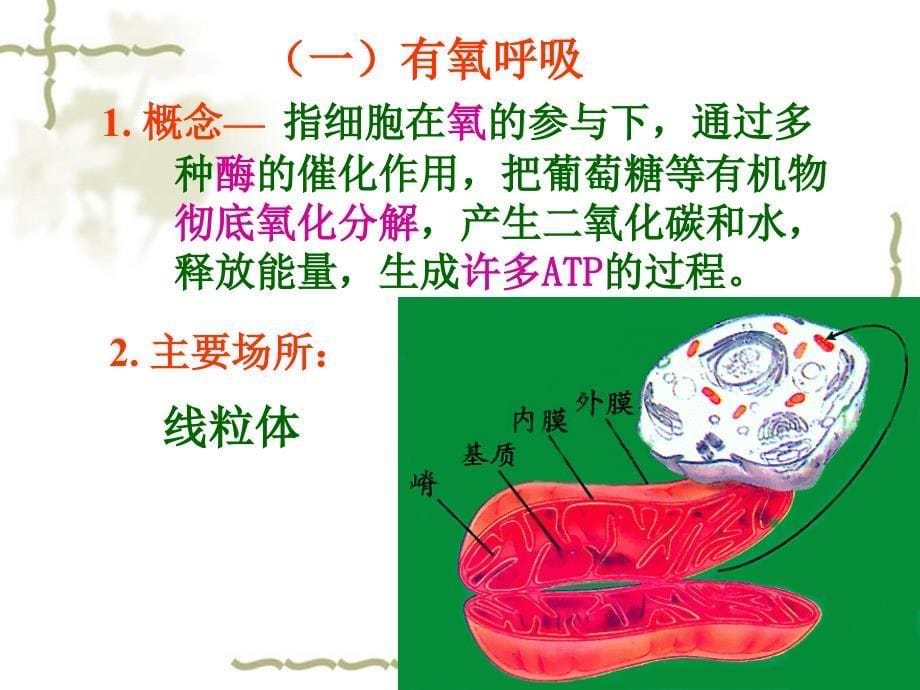 高一生物ATP的主要来源 细胞呼吸三 必修 新课标 人教版_第5页