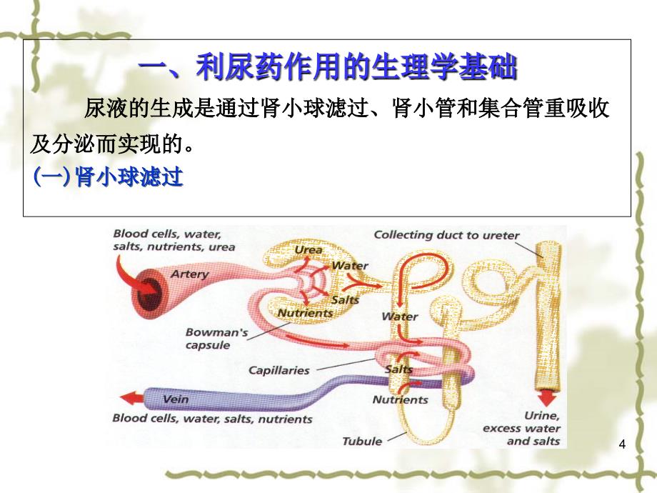 药理学课件 第二十四章 利尿药与脱水药_第4页