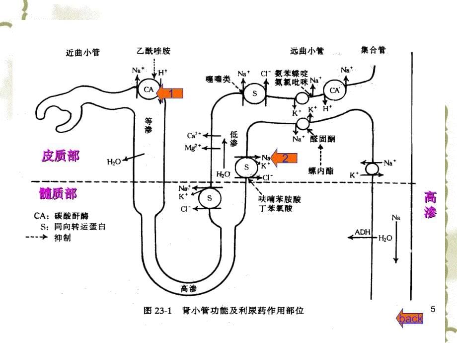 药理学课件 第二十四章 利尿药与脱水药_第5页