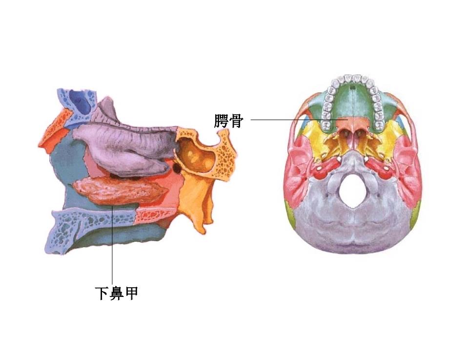 颅骨和附肢骨课件_第3页