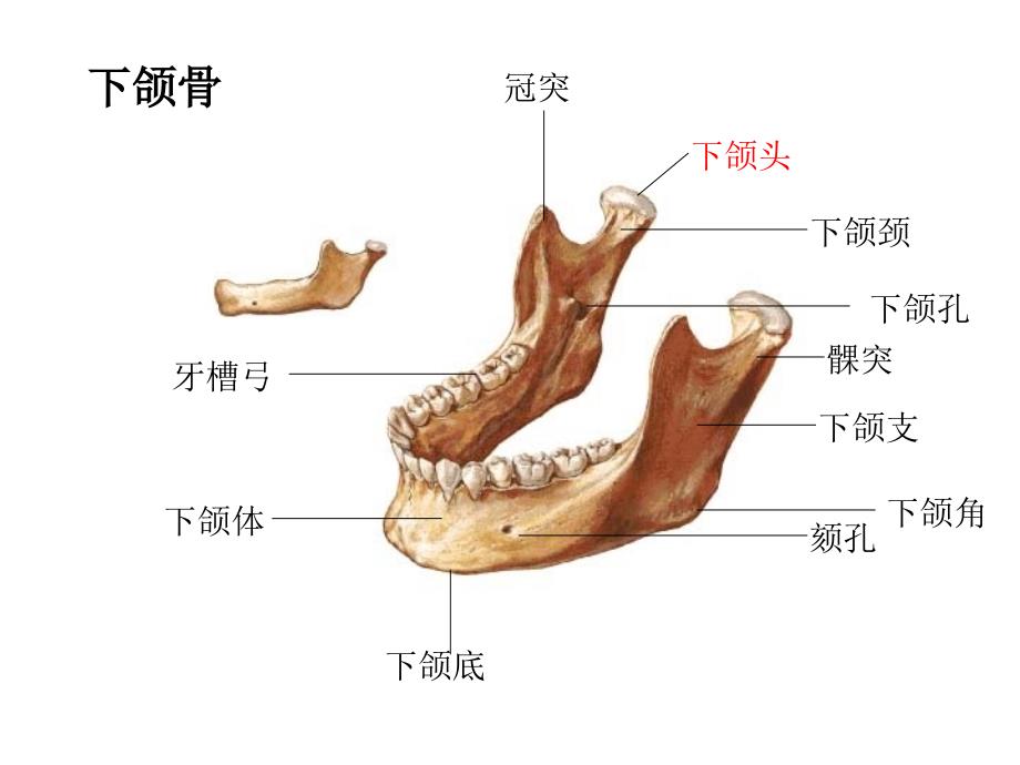 颅骨和附肢骨课件_第4页