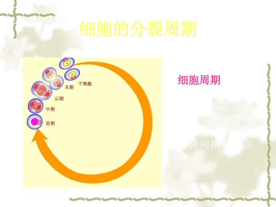 第二节细胞增殖课件 新课标_第4页