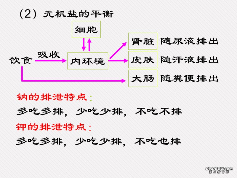 稳态及调节和免疫 人教版_第5页