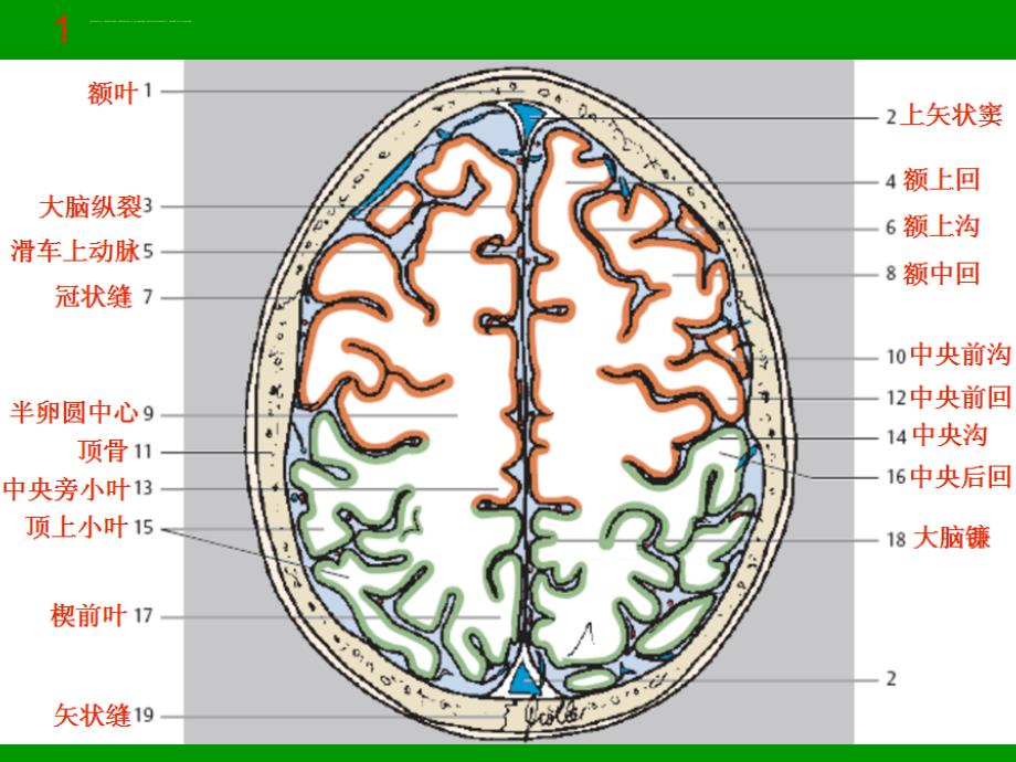 颅脑MRI断层解剖与影像课件_第3页