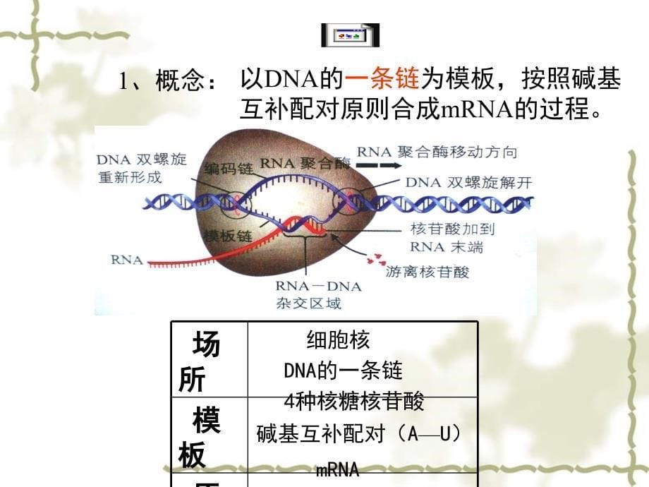 第三章第四节遗传信息的表达课件浙教版必修2_第5页