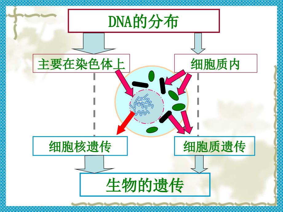 第三章 第1节 DNA是主要的遗传物质_第3页