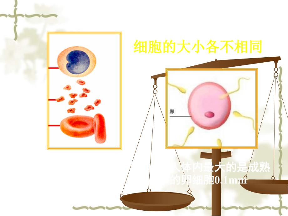 第一节 细胞的结构与功能 一 细胞膜的结构和功能_第3页