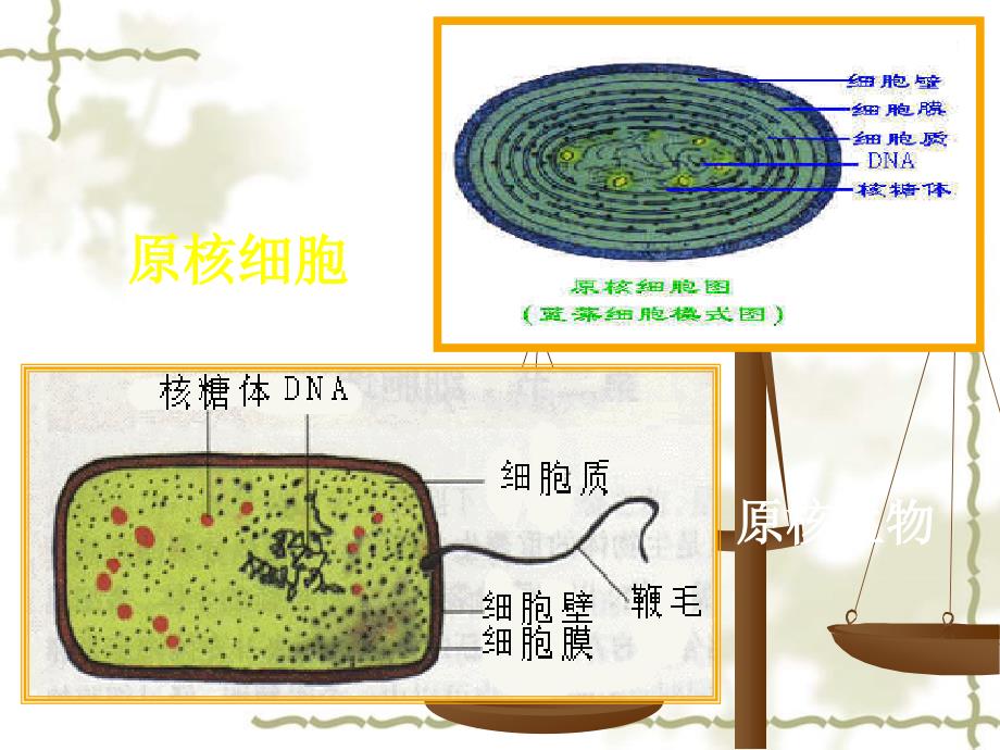 第一节 细胞的结构与功能 一 细胞膜的结构和功能_第4页