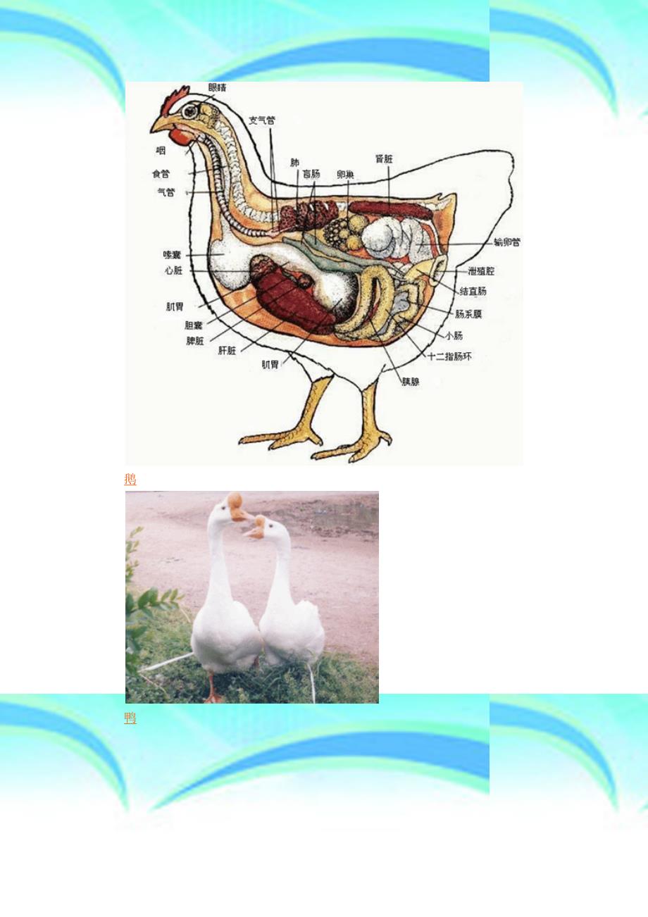 养禽学第二章家禽的生物学特点_第4页