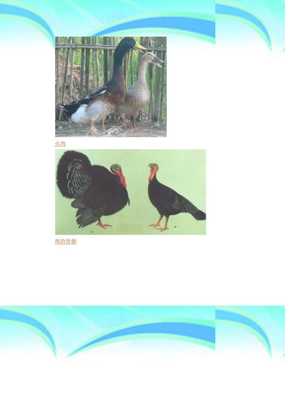 养禽学第二章家禽的生物学特点_第5页