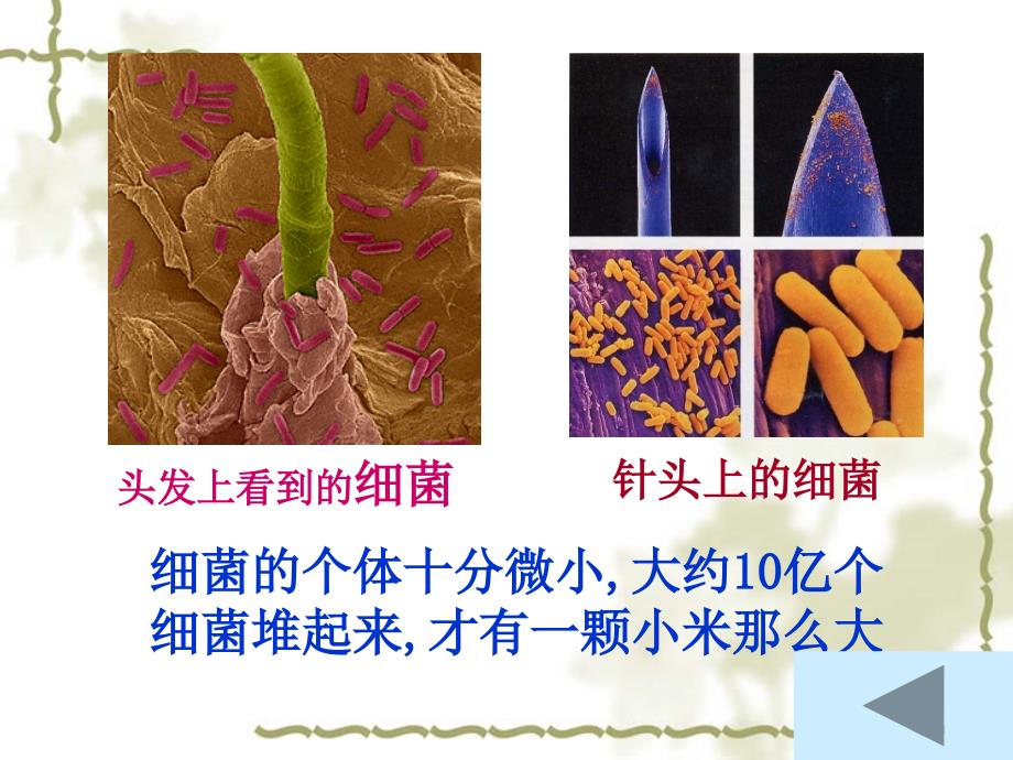 青岛版科学细菌课件_第1页