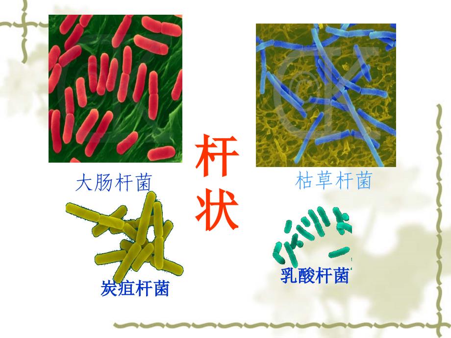 青岛版科学细菌课件_第3页