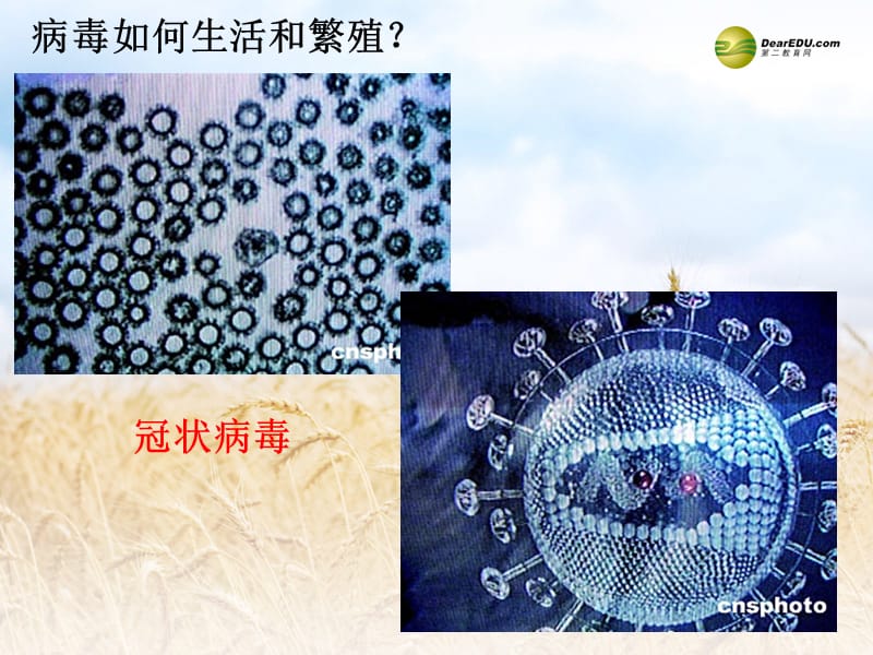 重庆市开县中学高中生物 1.1 从生物圈到细胞课件 新人教版必修1_第4页