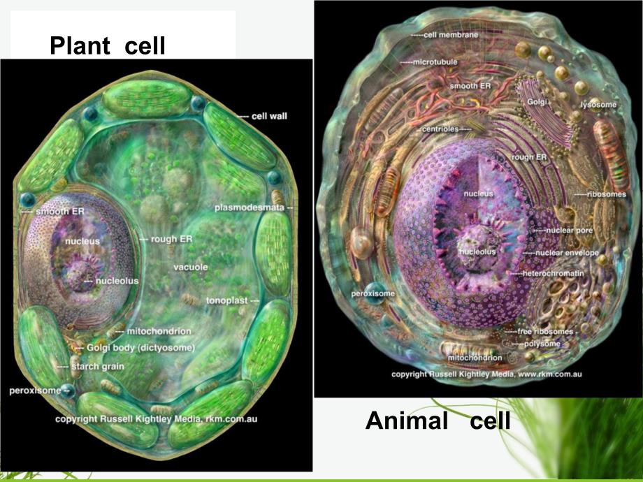 第一节细胞膜和细胞壁课件_第1页