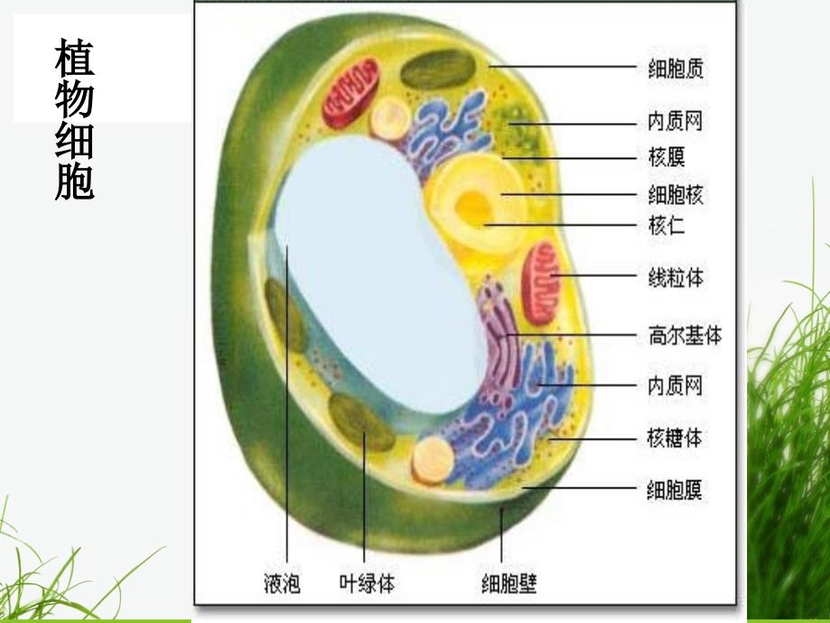 第一节细胞膜和细胞壁课件_第3页