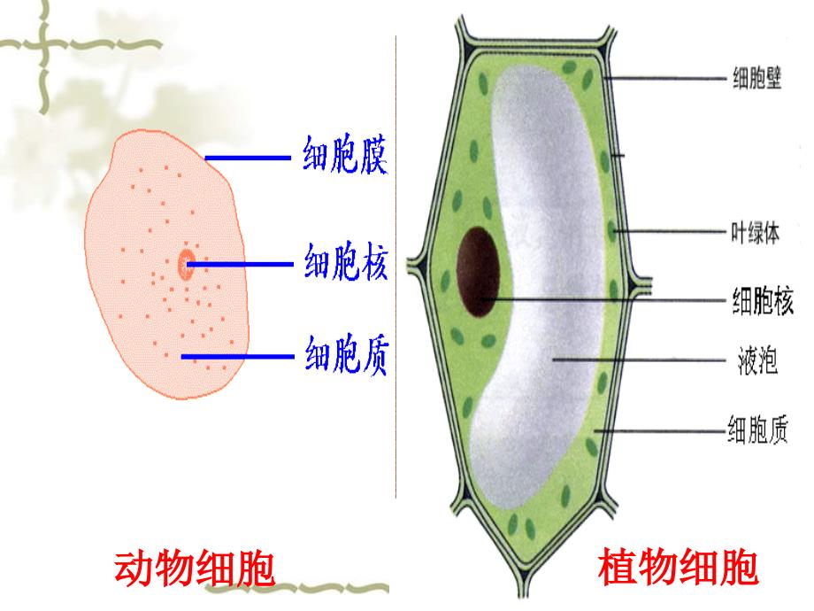 高中生物 《细胞膜系统的边界》课件 新人教版必修1_第2页