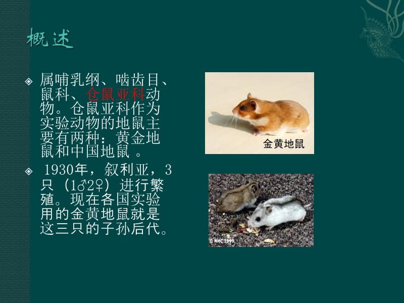 【课件-医学实验动物学】_地鼠（Hamster）放映_第2页