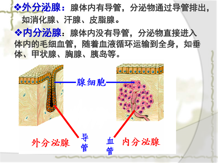 高中生物：2.2《通过激素的调节第一课时》课件（新人教版必修3）（）_第3页