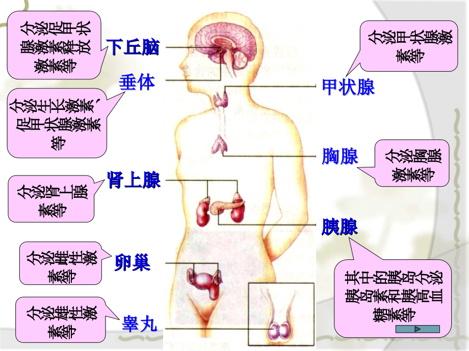 高中生物：2.2《通过激素的调节第一课时》课件（新人教版必修3）（）_第4页