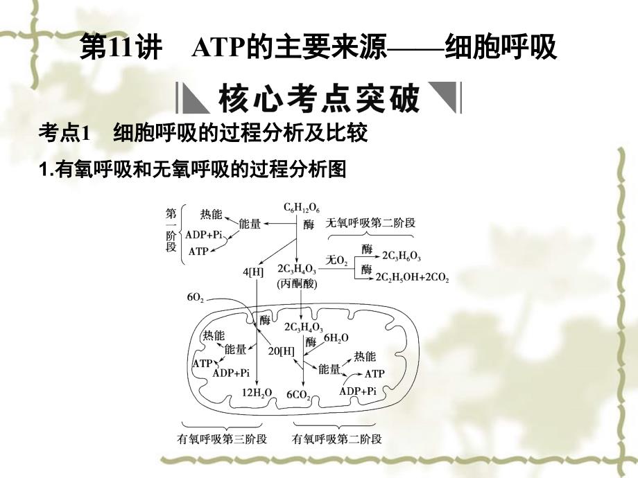 高考生物一轮复习 第4章 第11讲 ATP的主要来源——细胞呼吸课件 苏教必修1_第1页