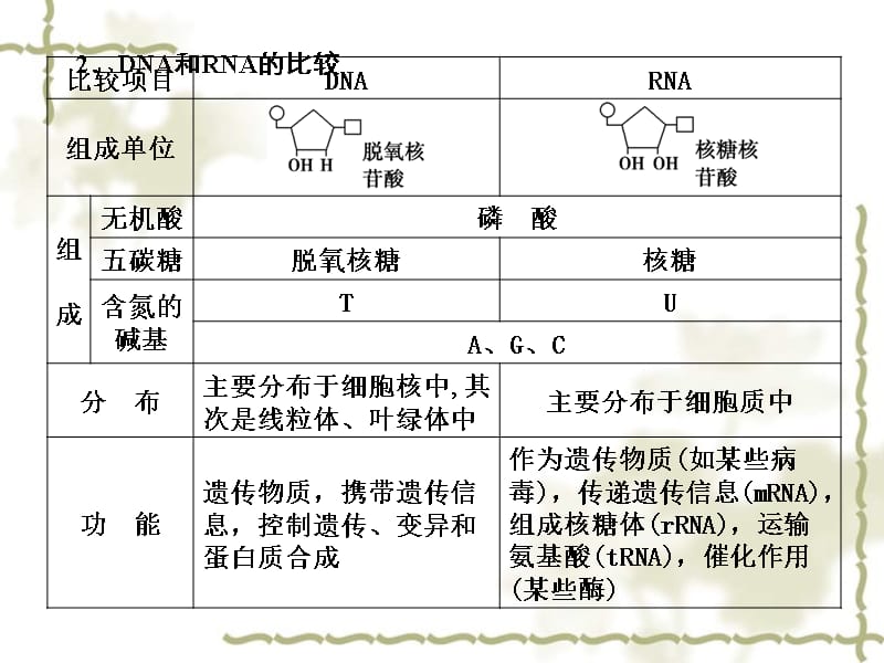 高考生物一轮复习第二章第4讲 核酸、糖类和脂质课件 苏教必修1_第2页