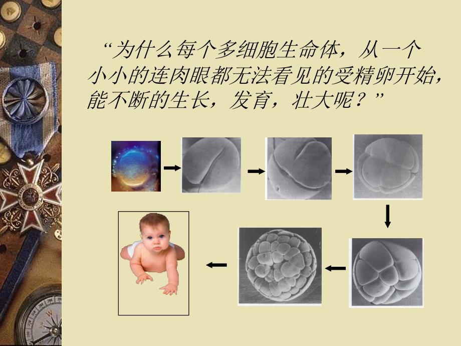 高中生物细胞的生命历程中图必修一_第2页