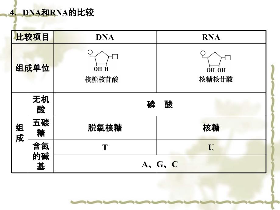 高考生物一轮复习 第2单元 22细胞中的核酸课件 中国必修1_第4页
