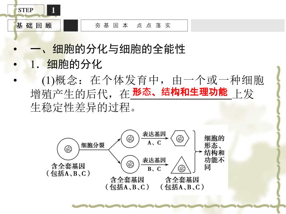 高考生物一轮复习 第4单元 细胞的生命历程13课件 苏教必修1_第3页