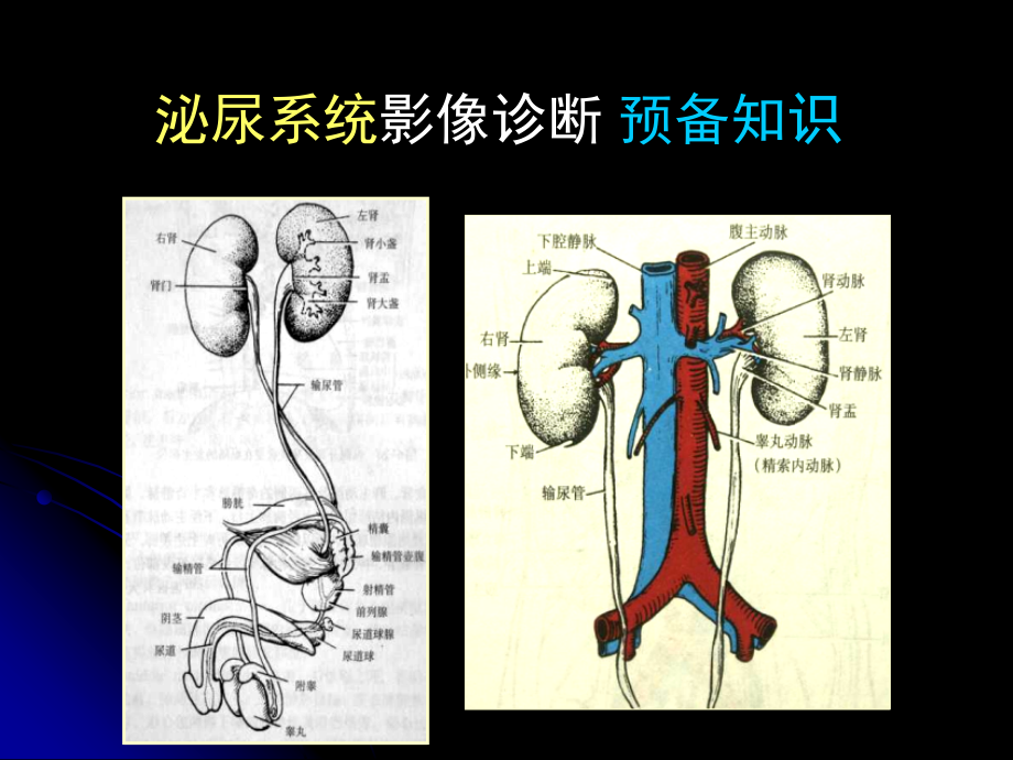 【医院科室学习-医学影像学】_6-泌尿系统影像诊断-北医_第3页