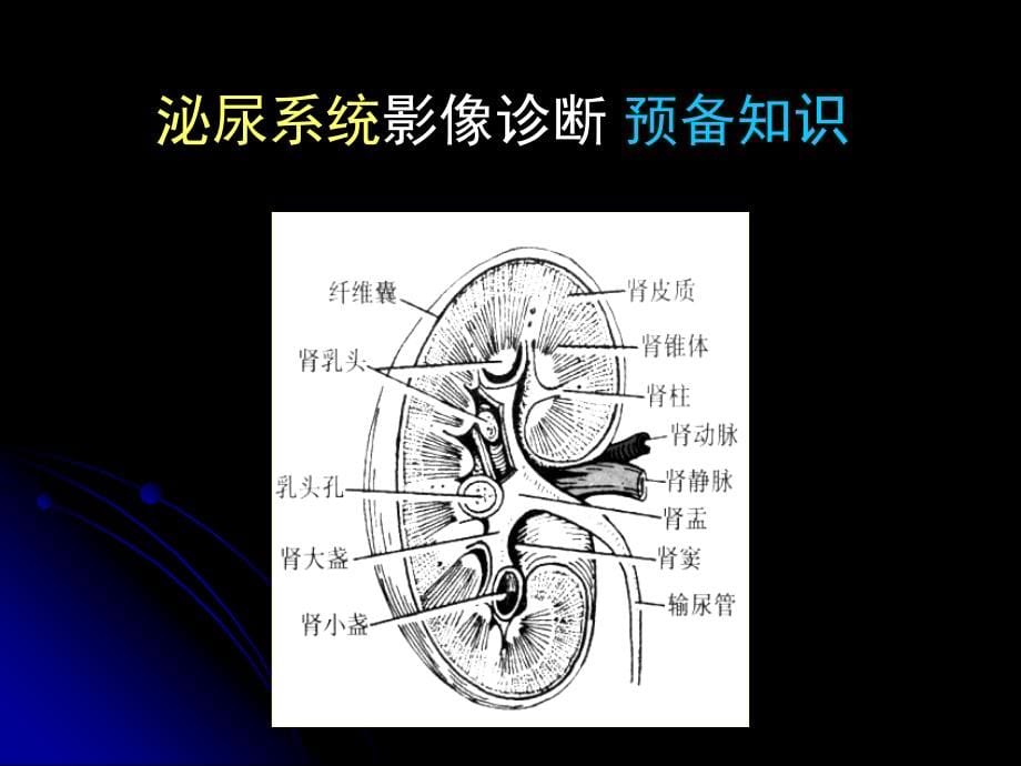 【医院科室学习-医学影像学】_6-泌尿系统影像诊断-北医_第5页