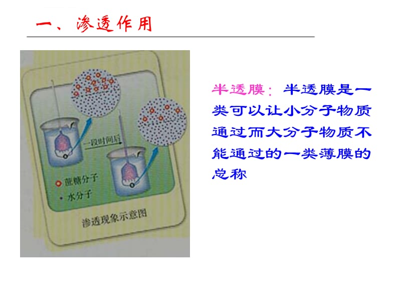 题不错 物质跨膜运输的实例课件_第2页