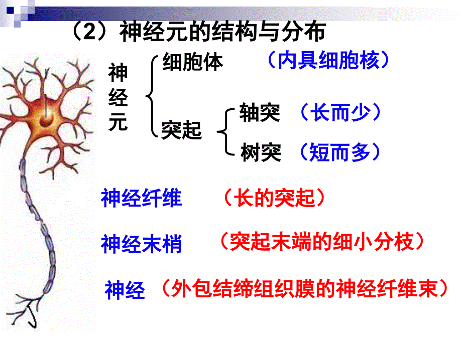 高考生物一轮复习课件专题十一动物和人体生命活动的调节1必修_第3页