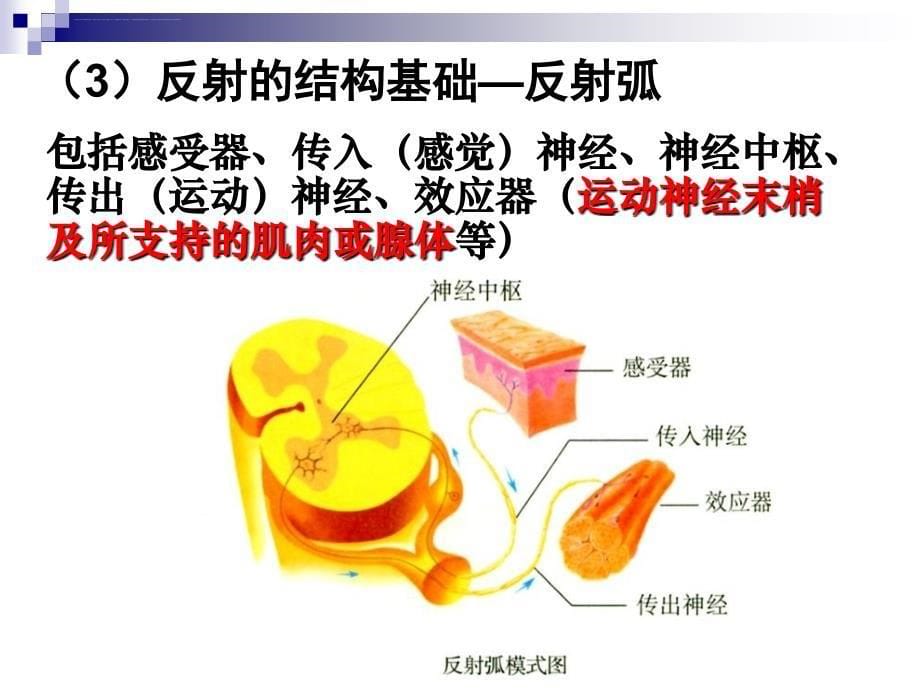 高考生物一轮复习课件专题十一动物和人体生命活动的调节1必修_第5页