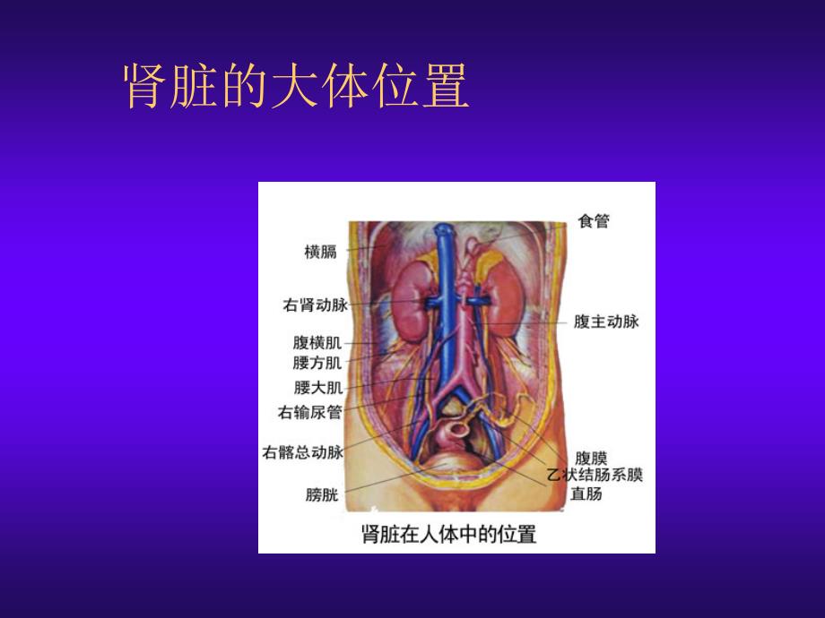 肾脏的结构和生理功能86300_第2页