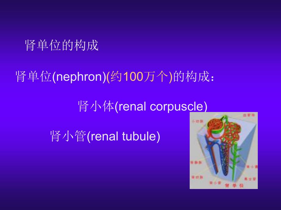 肾脏的结构和生理功能86300_第4页